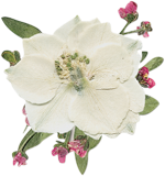 white larkspur flower image